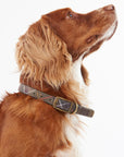 Tartan Dog Collar